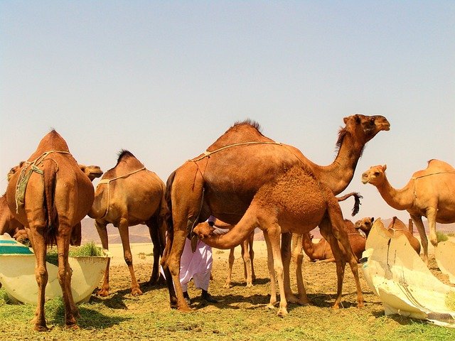 camels-4849179_640